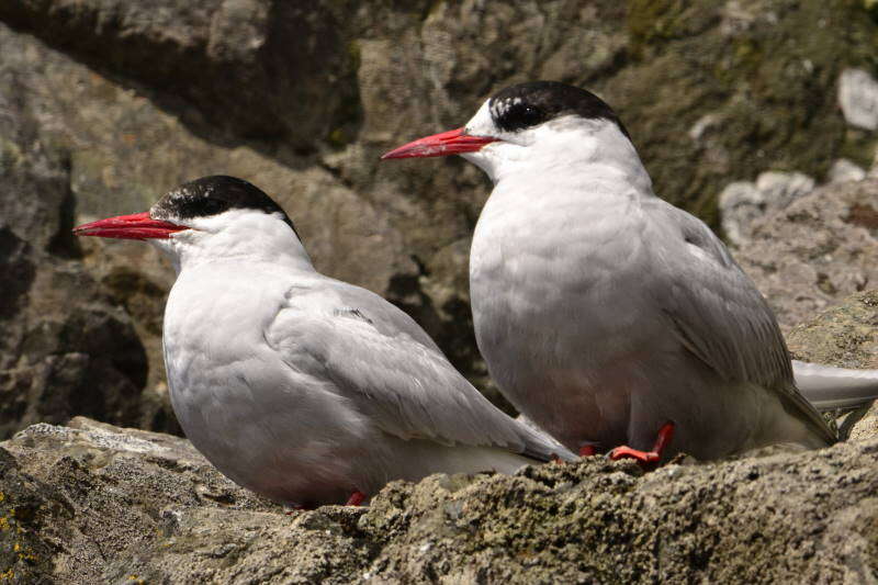 Image of Antarctic Tern