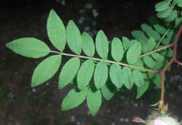 Image of chestnut rose