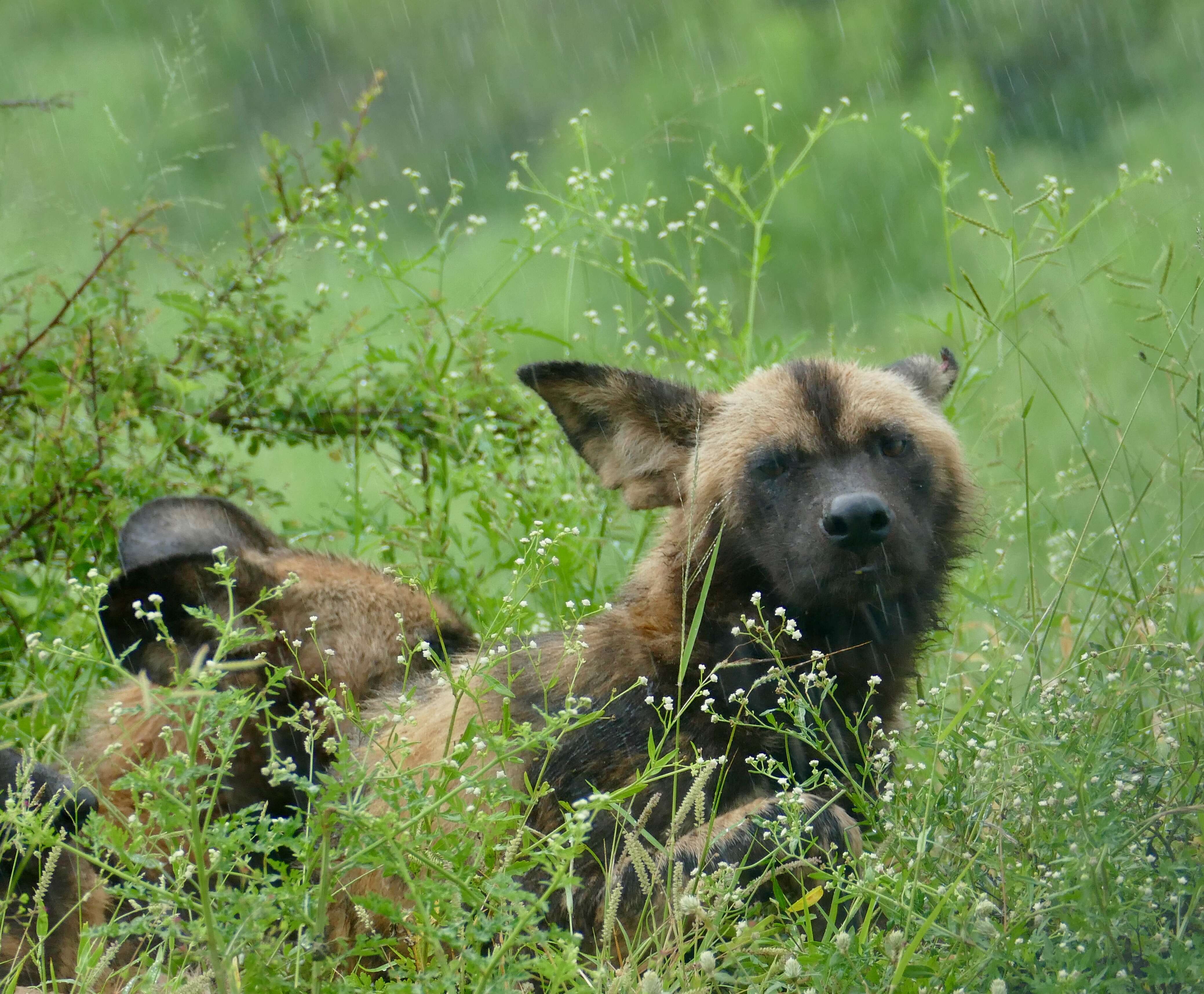 Image of African Hunting Dog