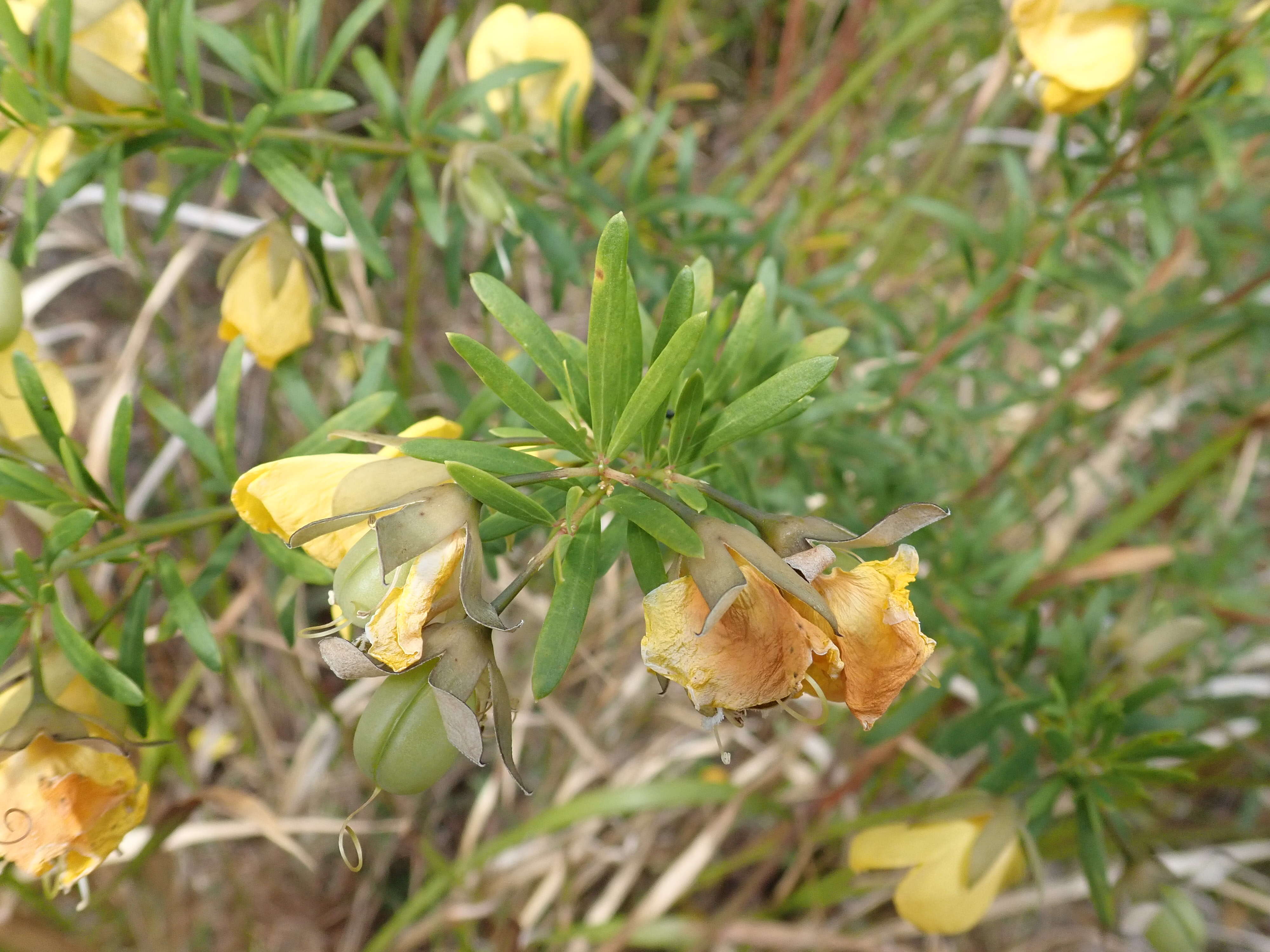 Слика од Gompholobium latifolium Sm.