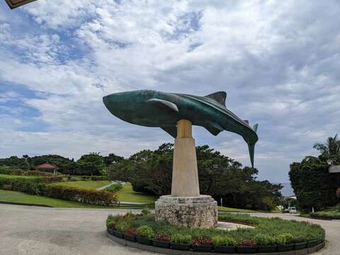 Image of Rhincodon