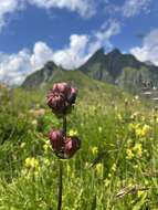 Image of Gentiana purpurea L.