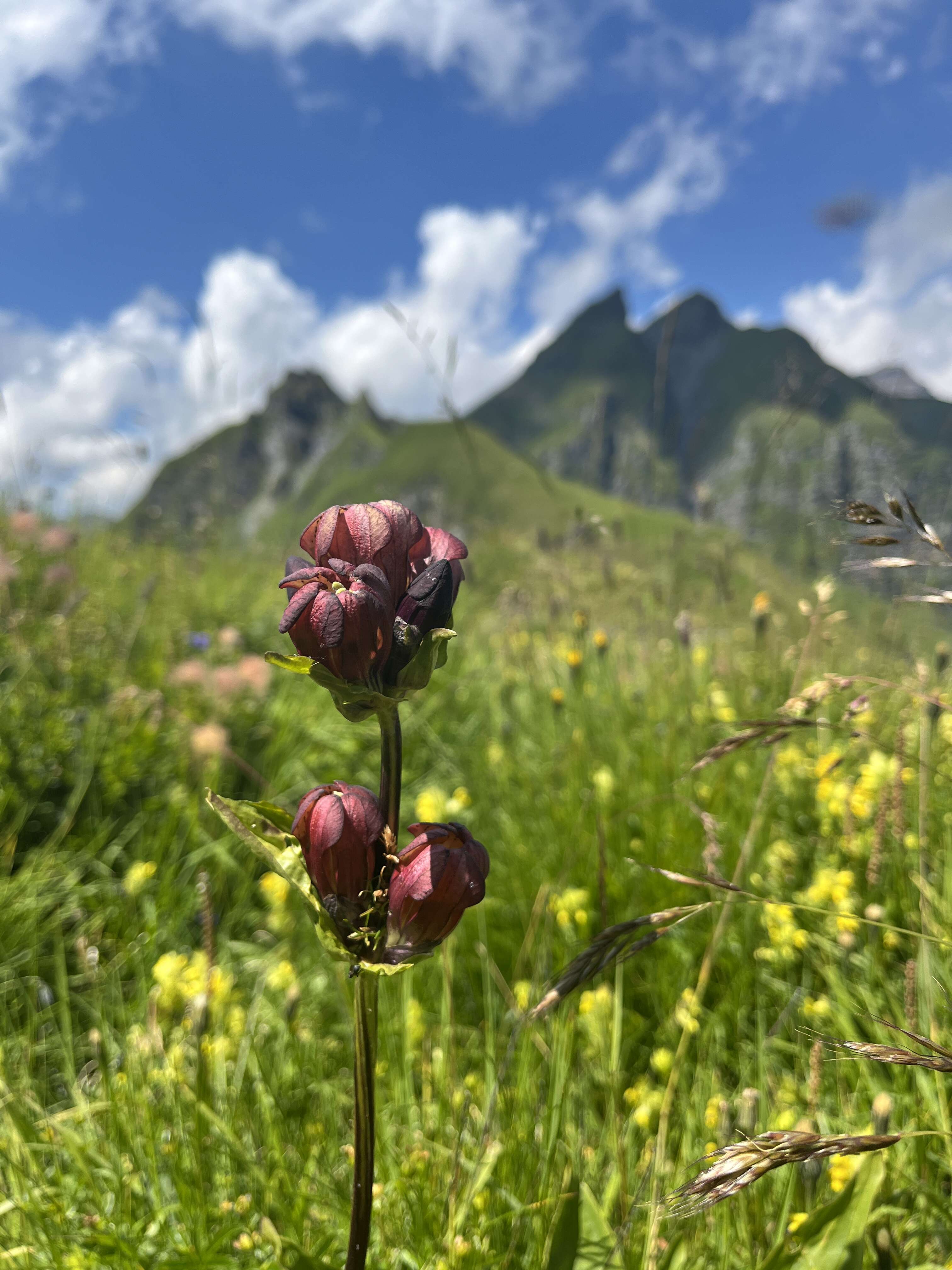 Image de Gentiane Pourpre