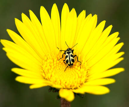 Image of Astylus atromaculatus