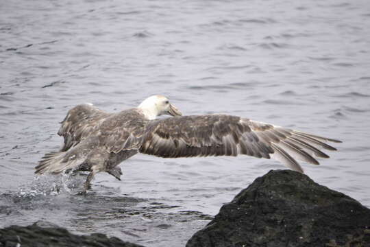 Image of Antarctic Giant-Petrel