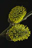 Image of goat willow