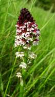 Image of Burnt orchid