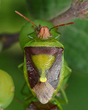 Image of Stink Bug