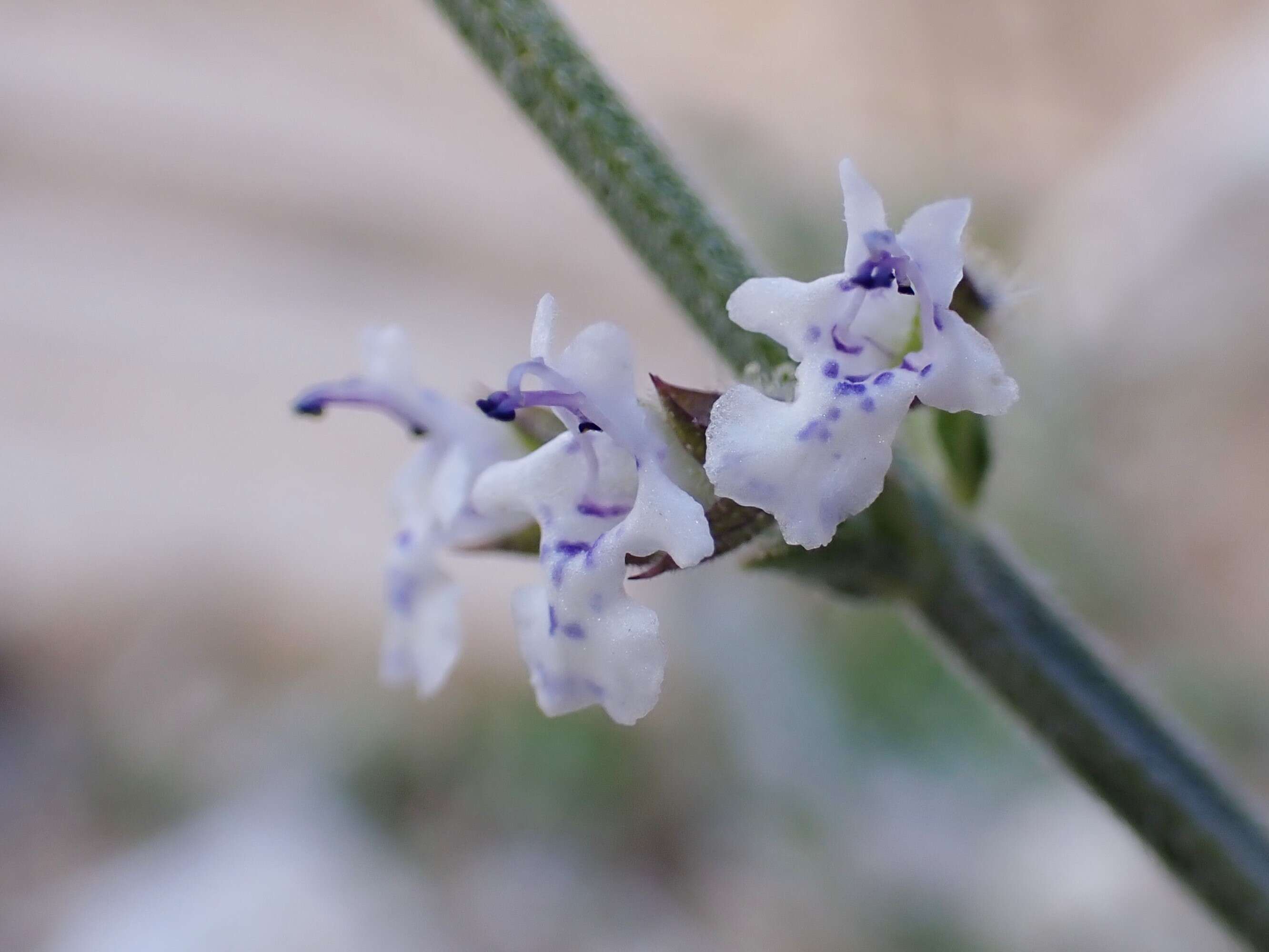 Image of Salvia spinosa subsp. spinosa