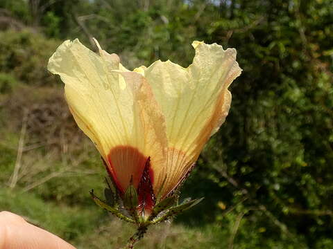 Image of Prickly hibiscus creeper