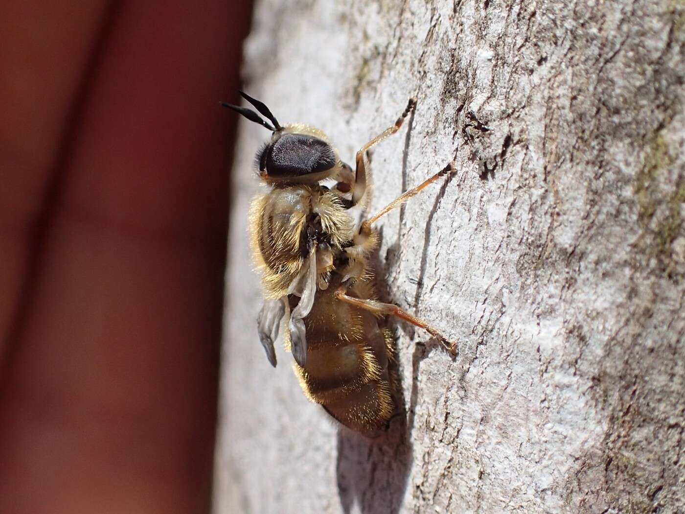 Image of Callicera erratica (Walker 1849)