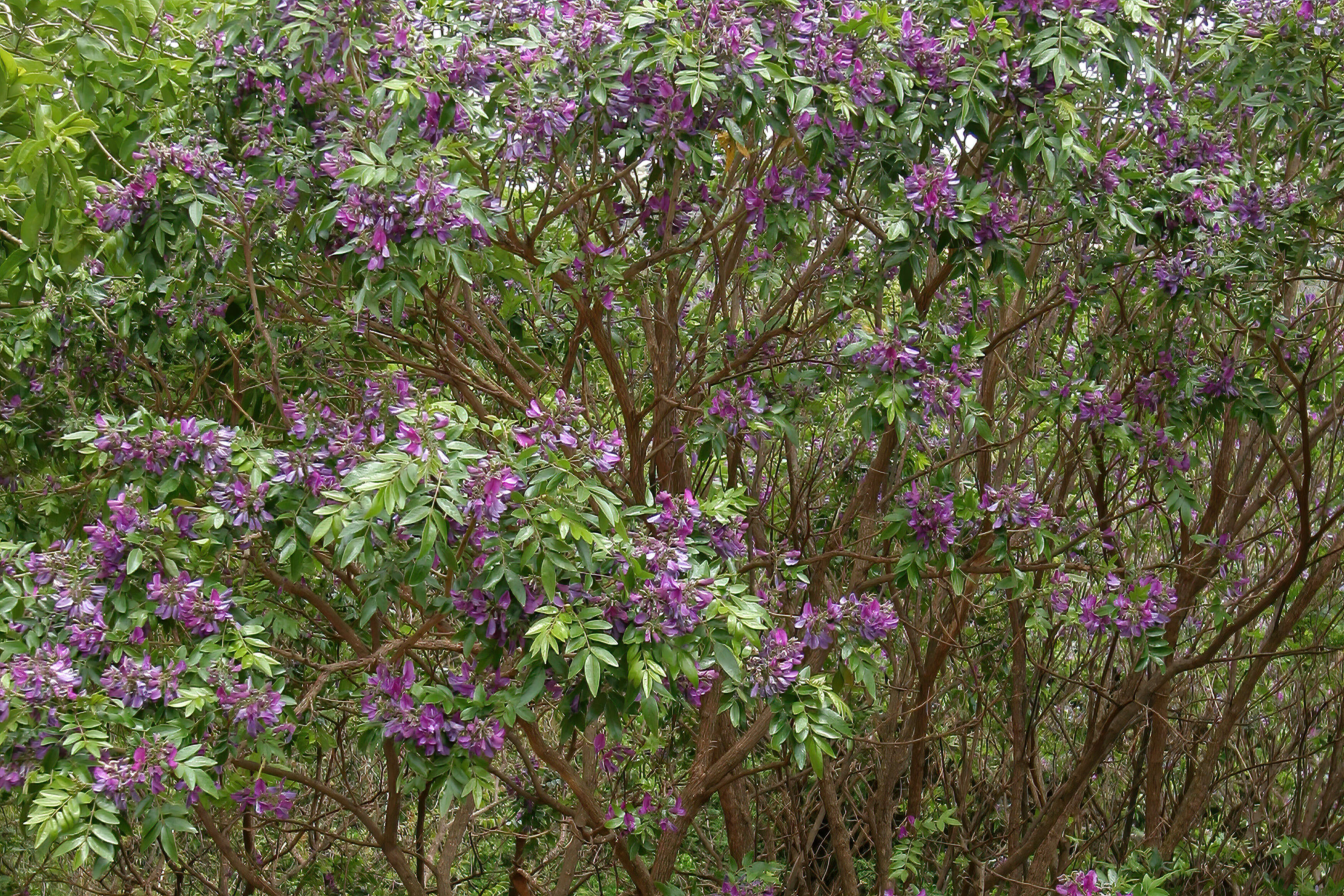 Image of Cork bush