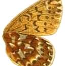 Image of Boloria polaris