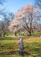 Plancia ëd Prunus yedoensis Matsum.