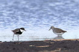 Erythrogonys Gould 1838 resmi