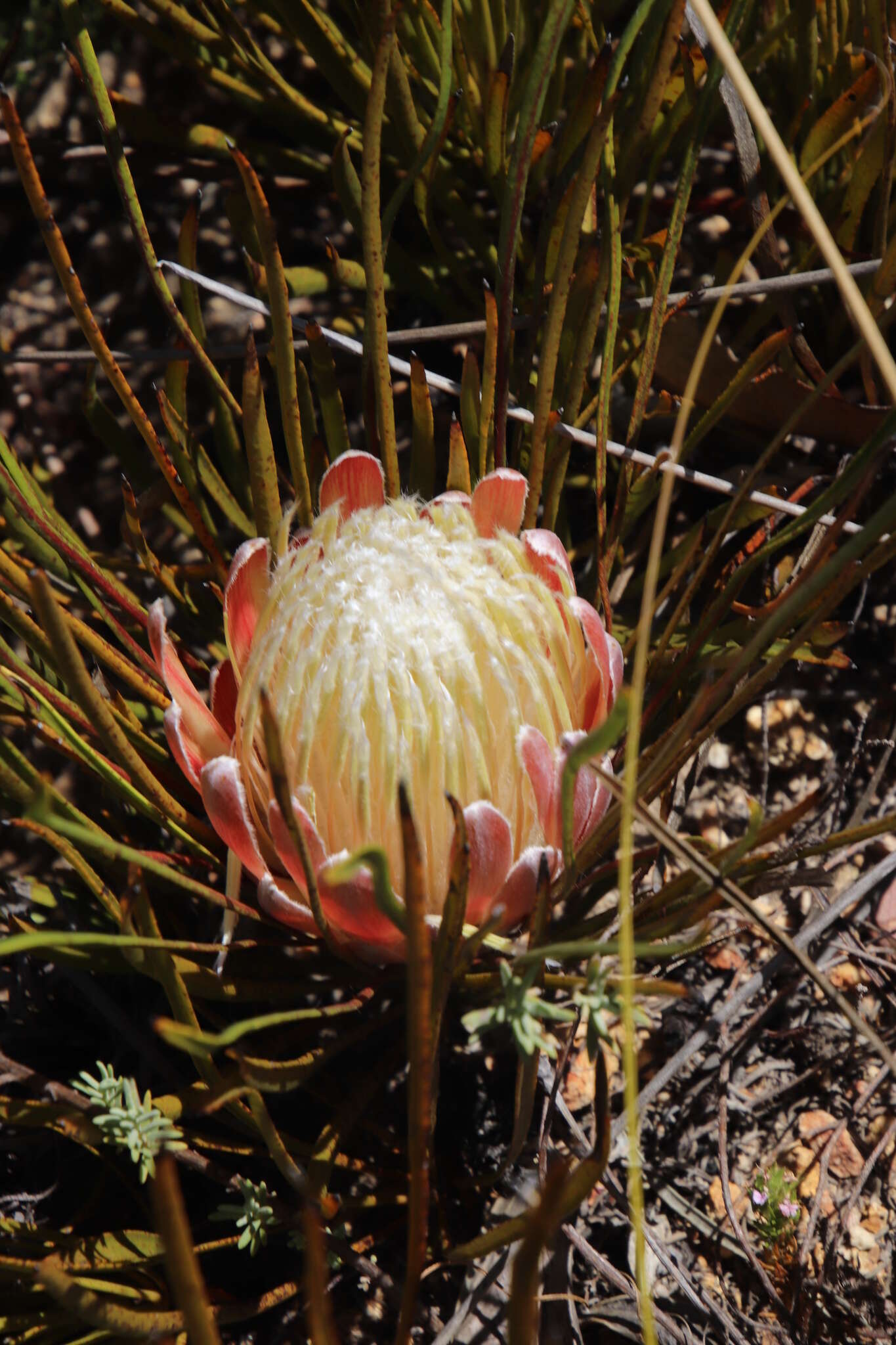 Image of Protea scorzonerifolia (Salisb. ex Knight) Rycroft