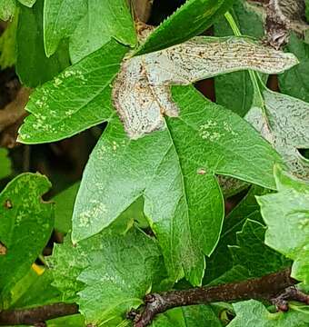 Image of Phyllonorycter corylifoliella (Hübner 1796)