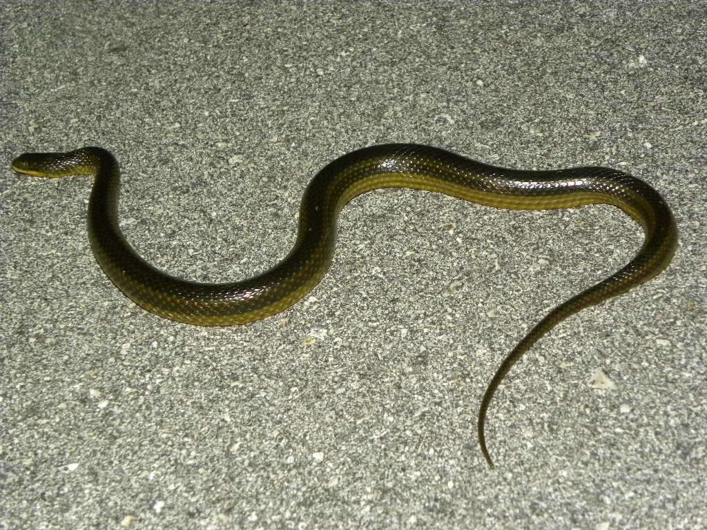 Image of Striped Crayfish Snake