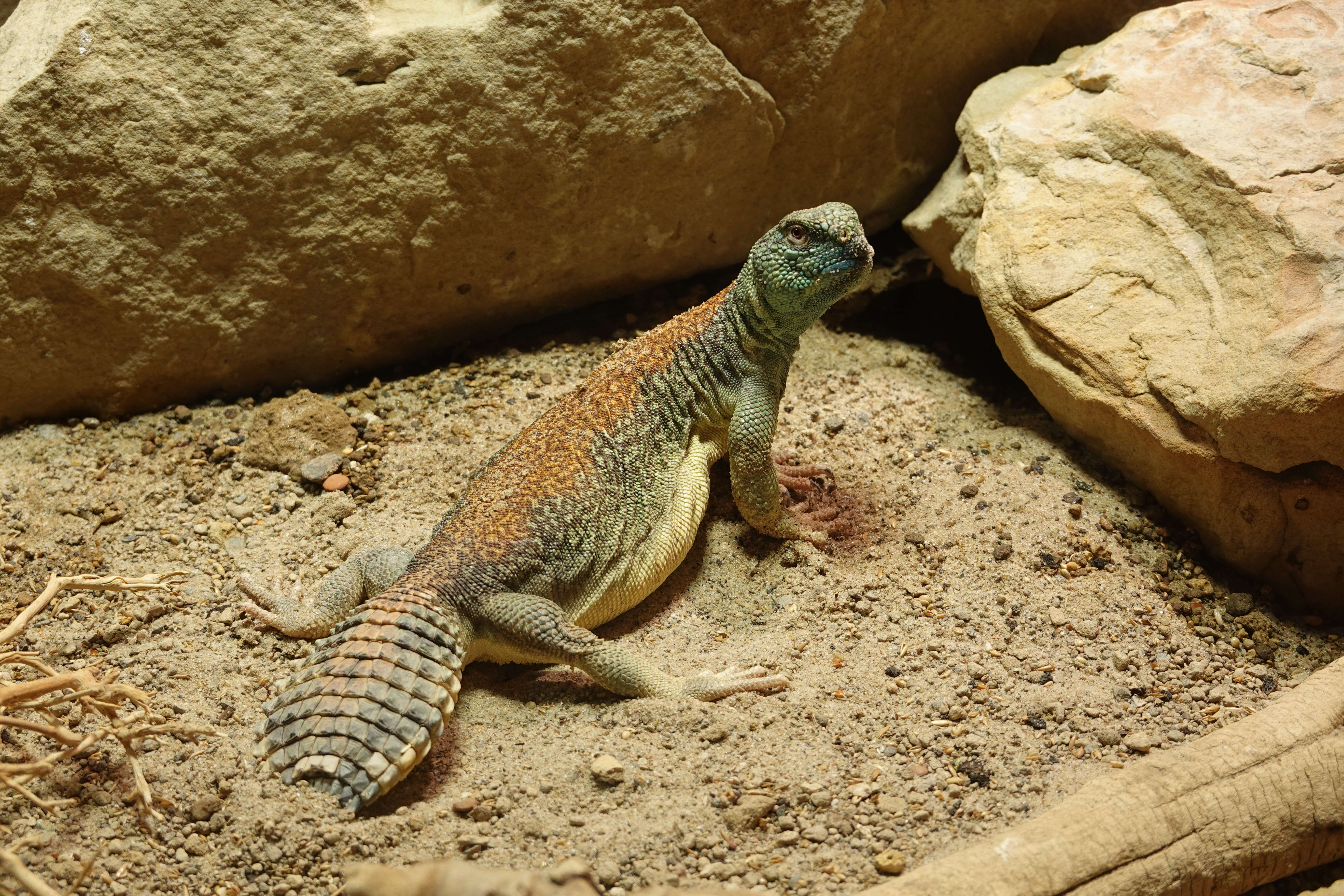 Uromastyx thomasi Parker 1930 resmi