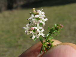 Image of Asperula conferta Hook. fil.