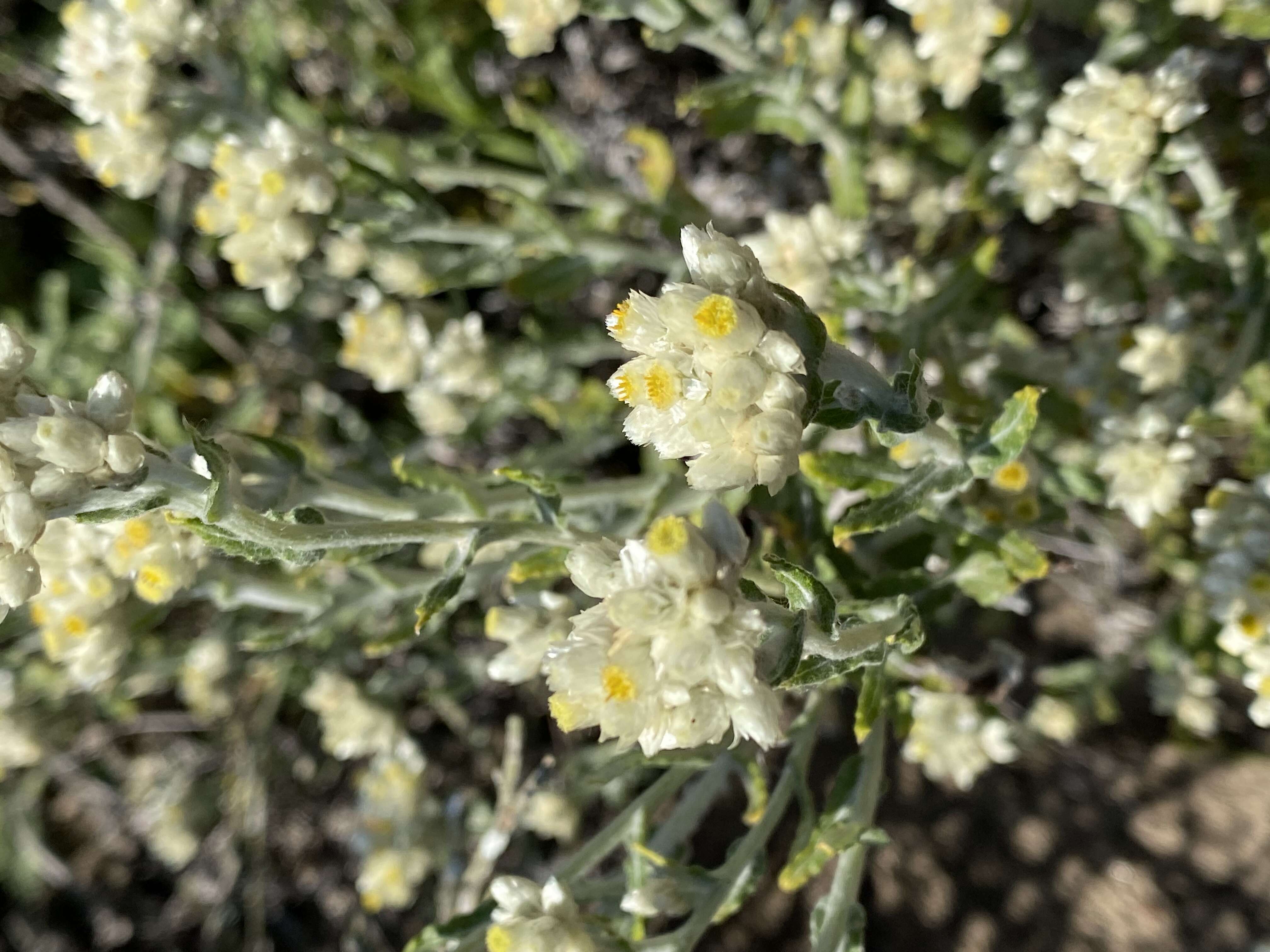 Слика од Pseudognaphalium biolettii A. A. Anderberg