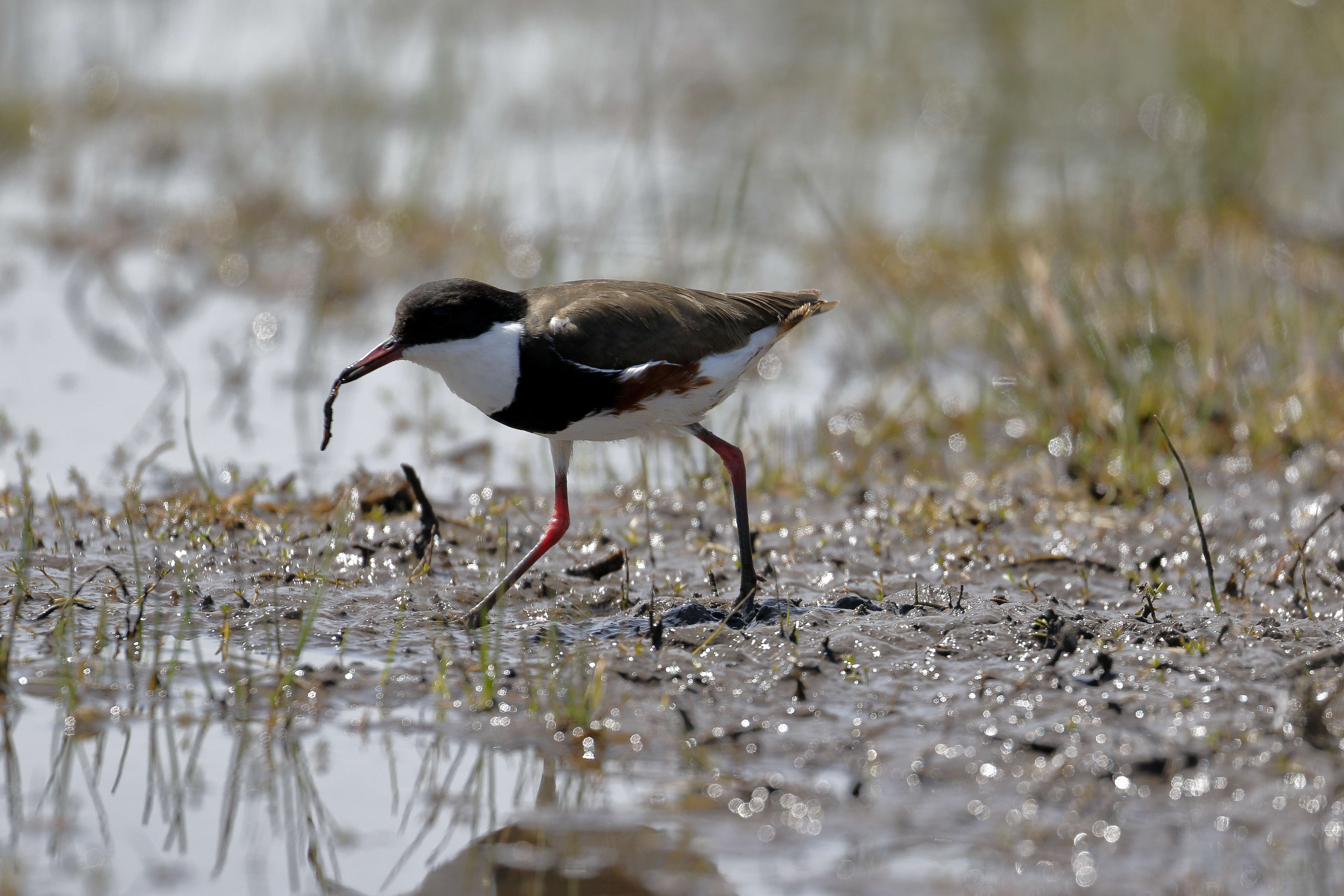 Erythrogonys Gould 1838 resmi