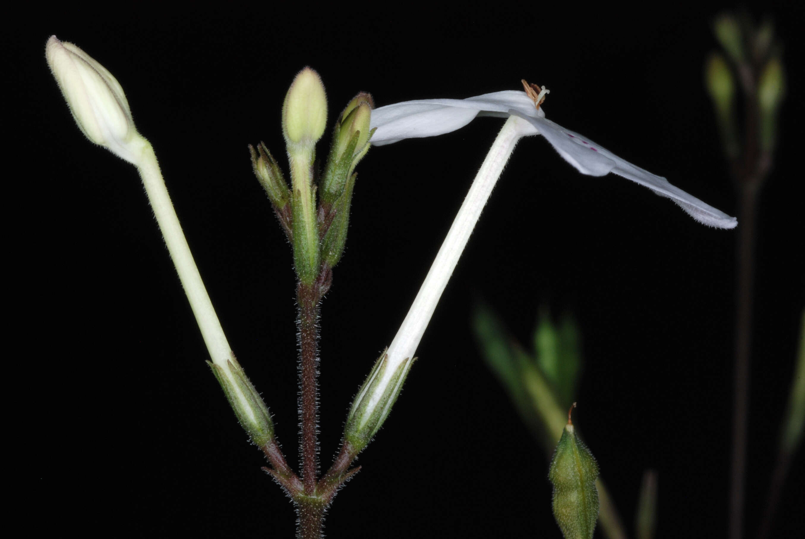 Image de Pseuderanthemum variabile (R. Br.) Radlk.