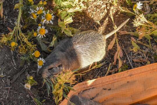 Image of Silky Tuco-tuco