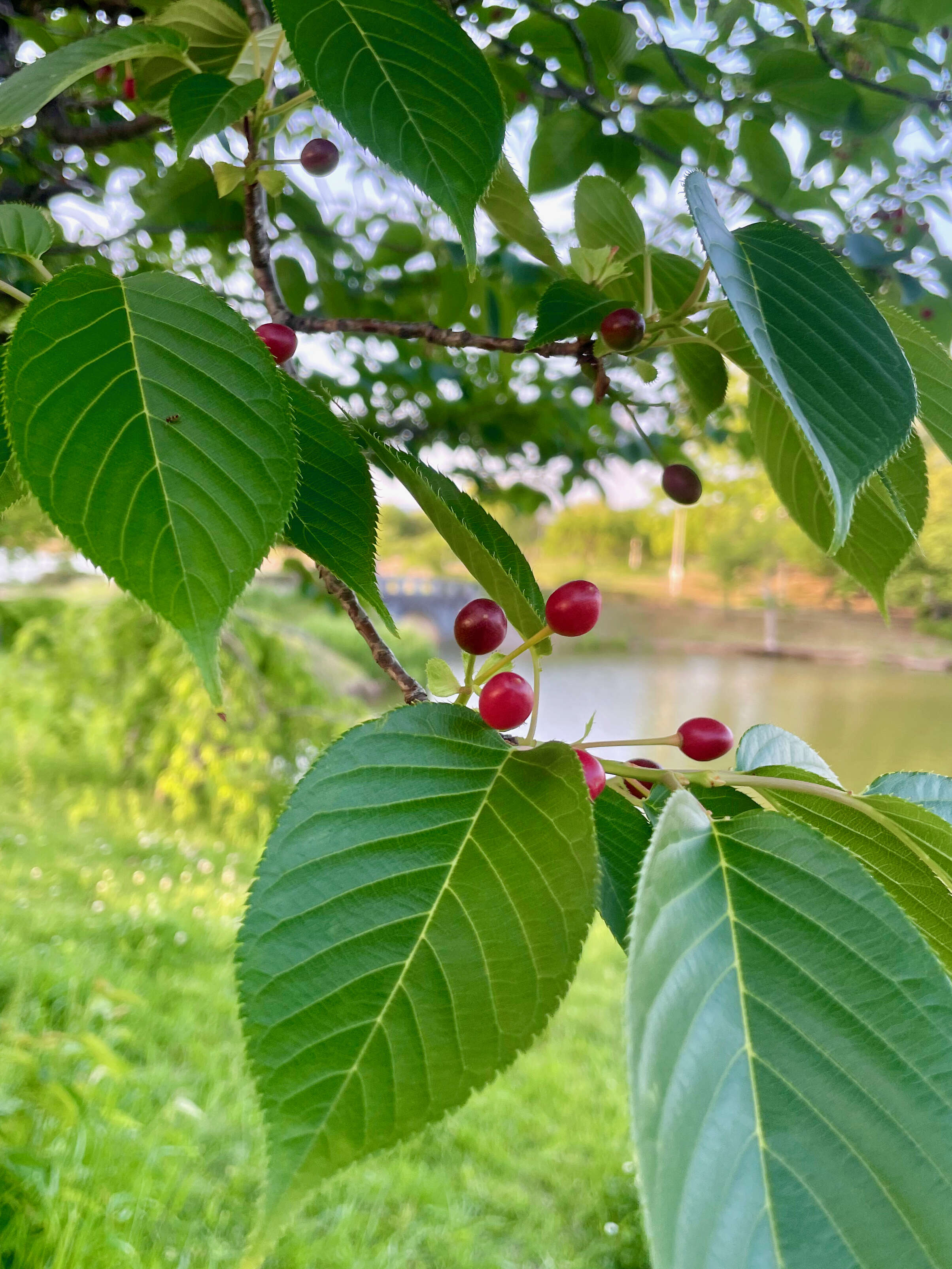 Plancia ëd Prunus yedoensis Matsum.