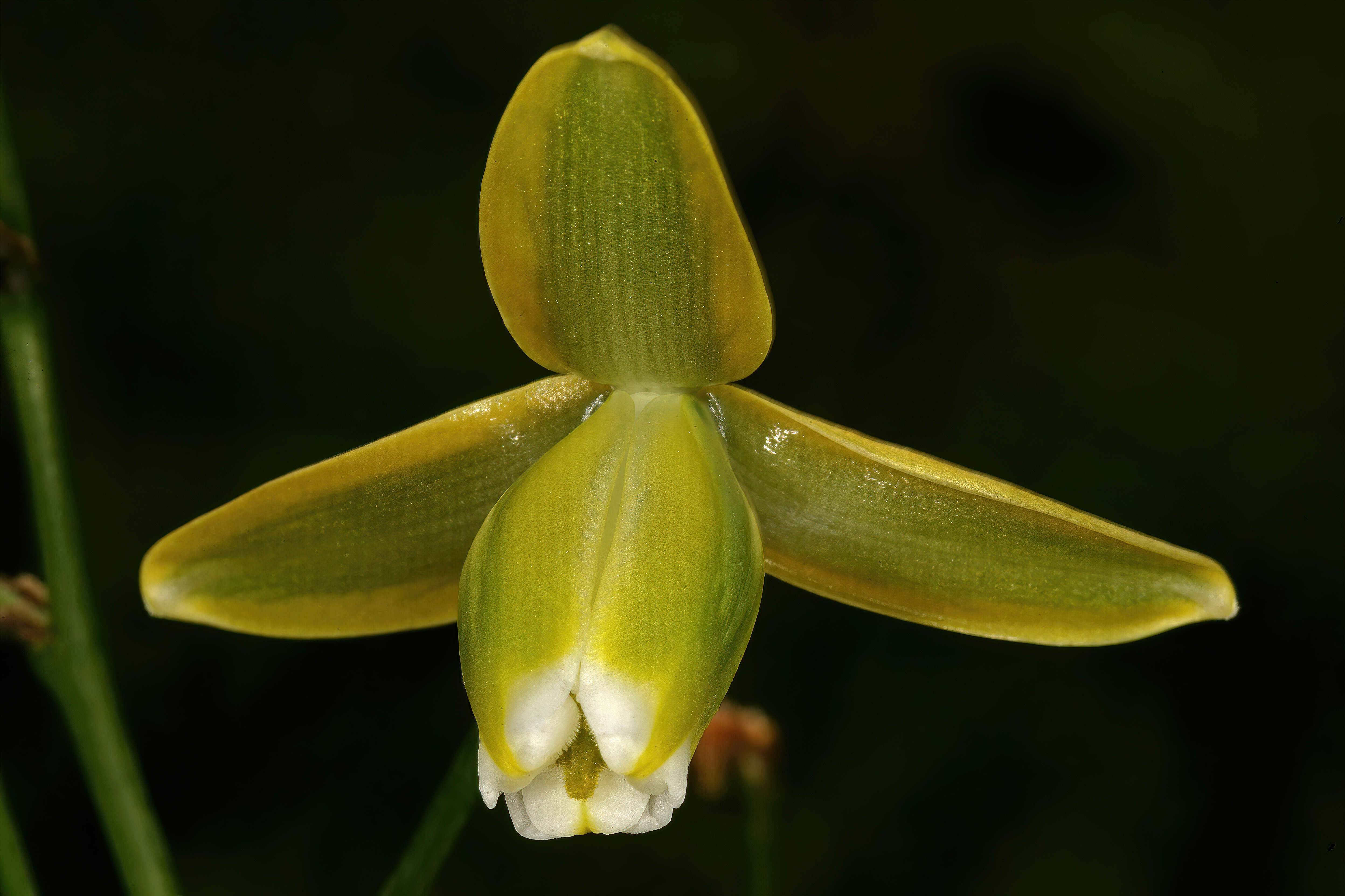 Image de Albuca cooperi Baker