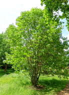 Image of Sorbus commixta var. ulleungensis (Chin S. Chang) M. Kim