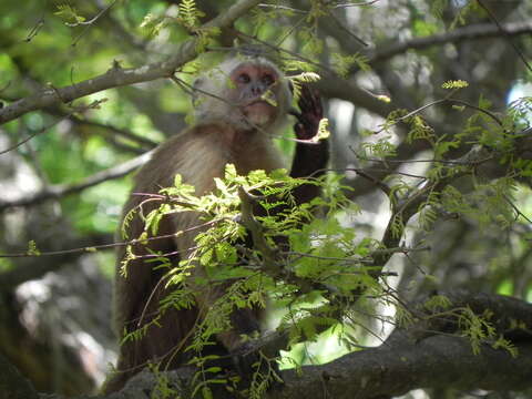 Image of Brown weeper capuchin