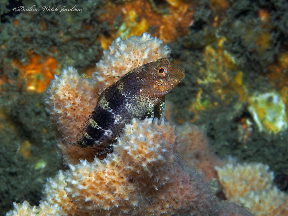 Image of Barred Blenny