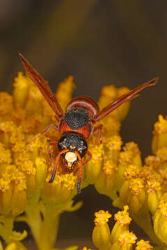 Image of Red-marked Pachodynerus