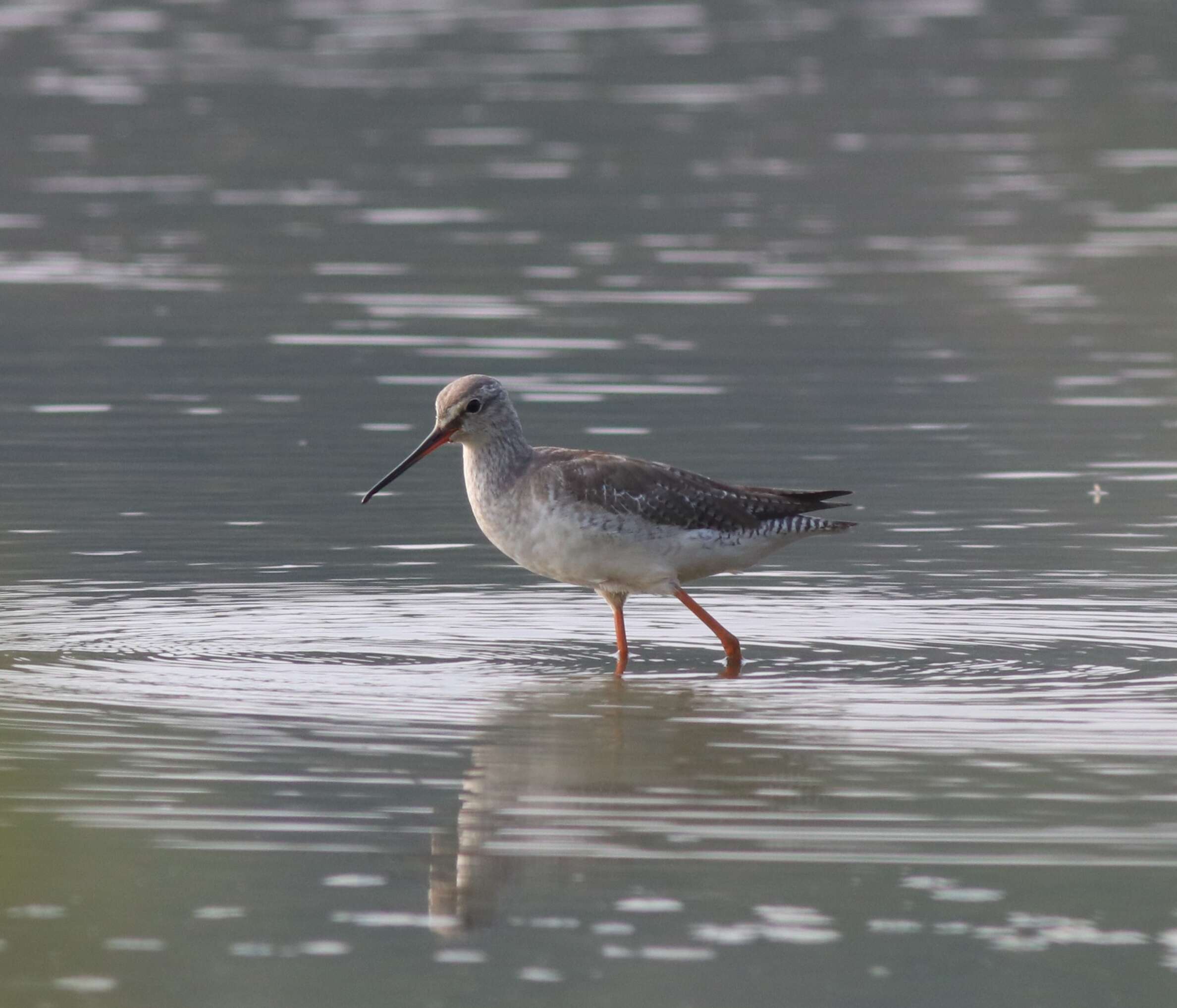 Image of Spotted Redshank