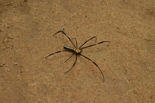 Image of Nephila pilipes (Fabricius 1793)