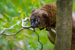 Image of Red-bellied Lemur