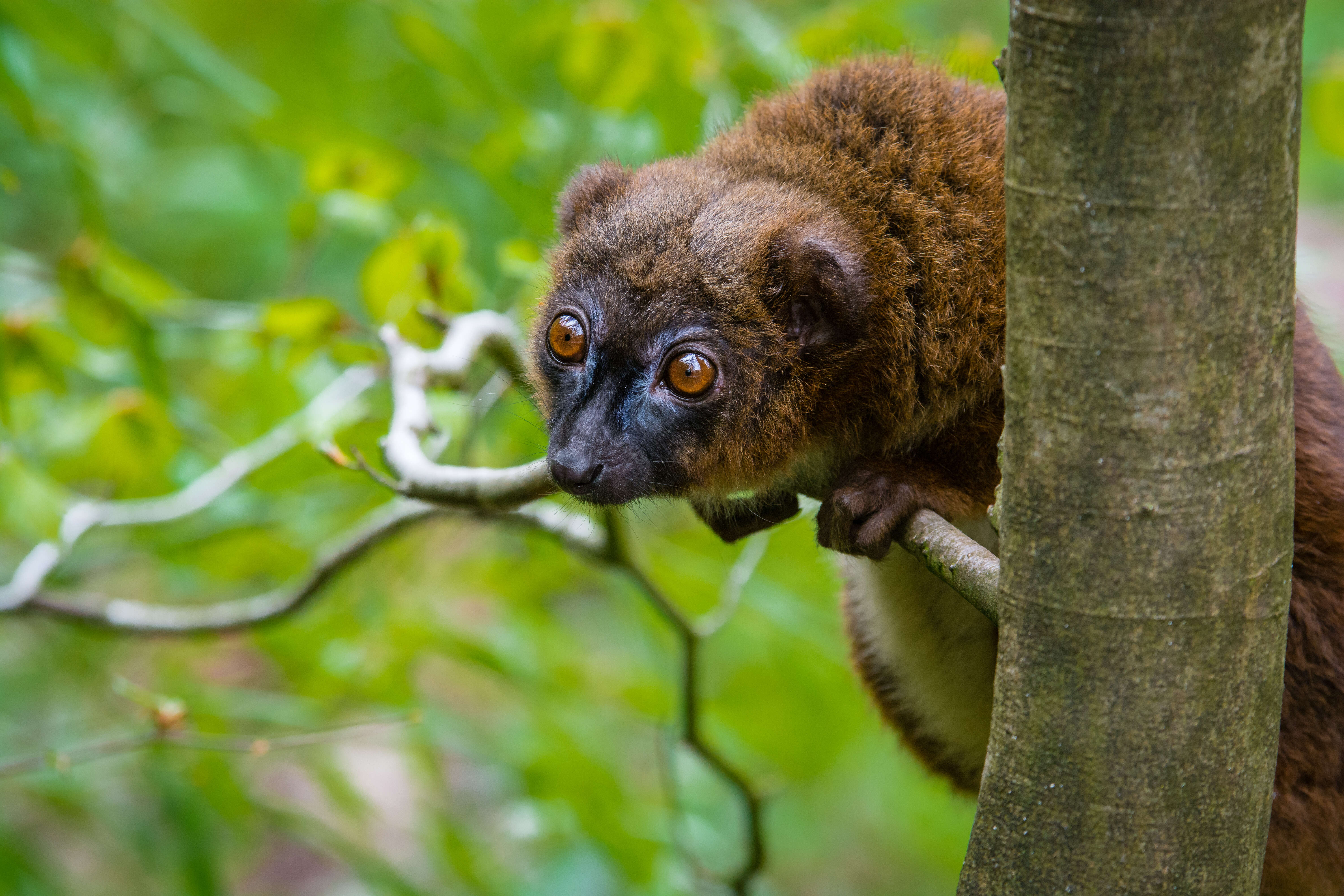 Image of Red-bellied Lemur