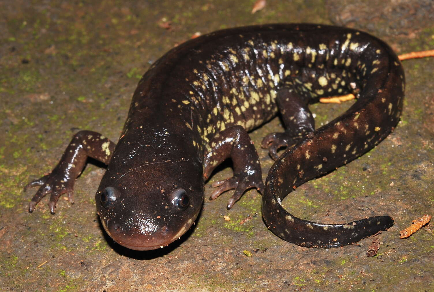 Image of Yellow-peppered Salamander