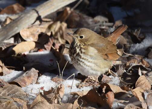 Image of Hermit Thrush