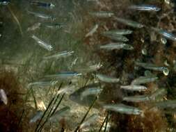 Image of Bristle Herring