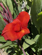 Image of canna lilies