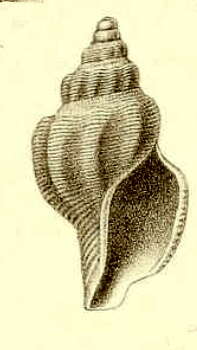 Plancia ëd Pleurotomella simillima Thiele 1912