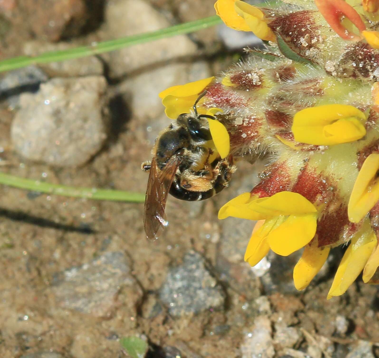 Image of Andrenine bee