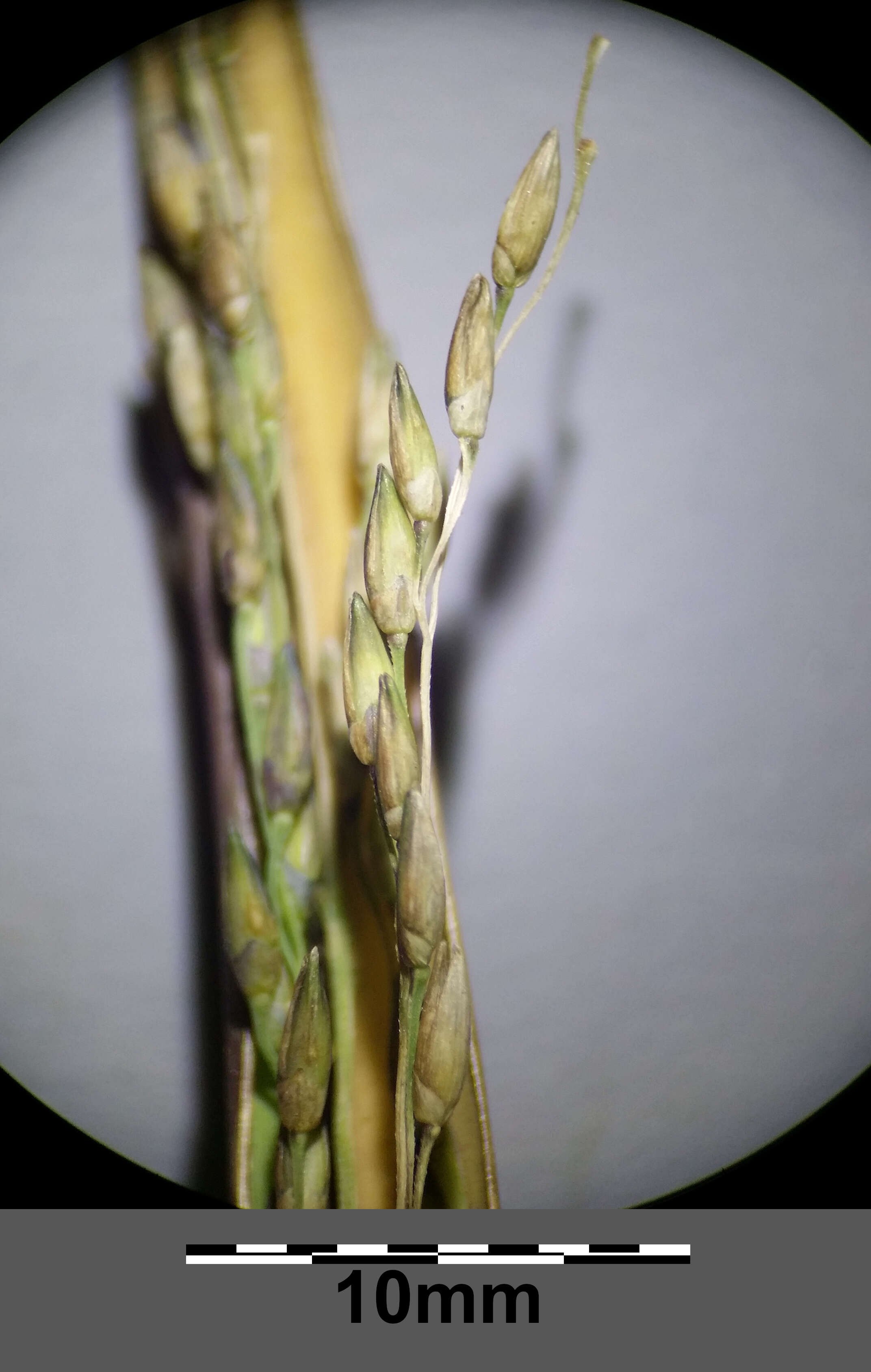 Imagem de Panicum dichotomiflorum Michx.