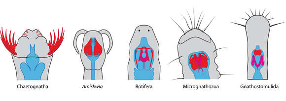 Image of jaw worms