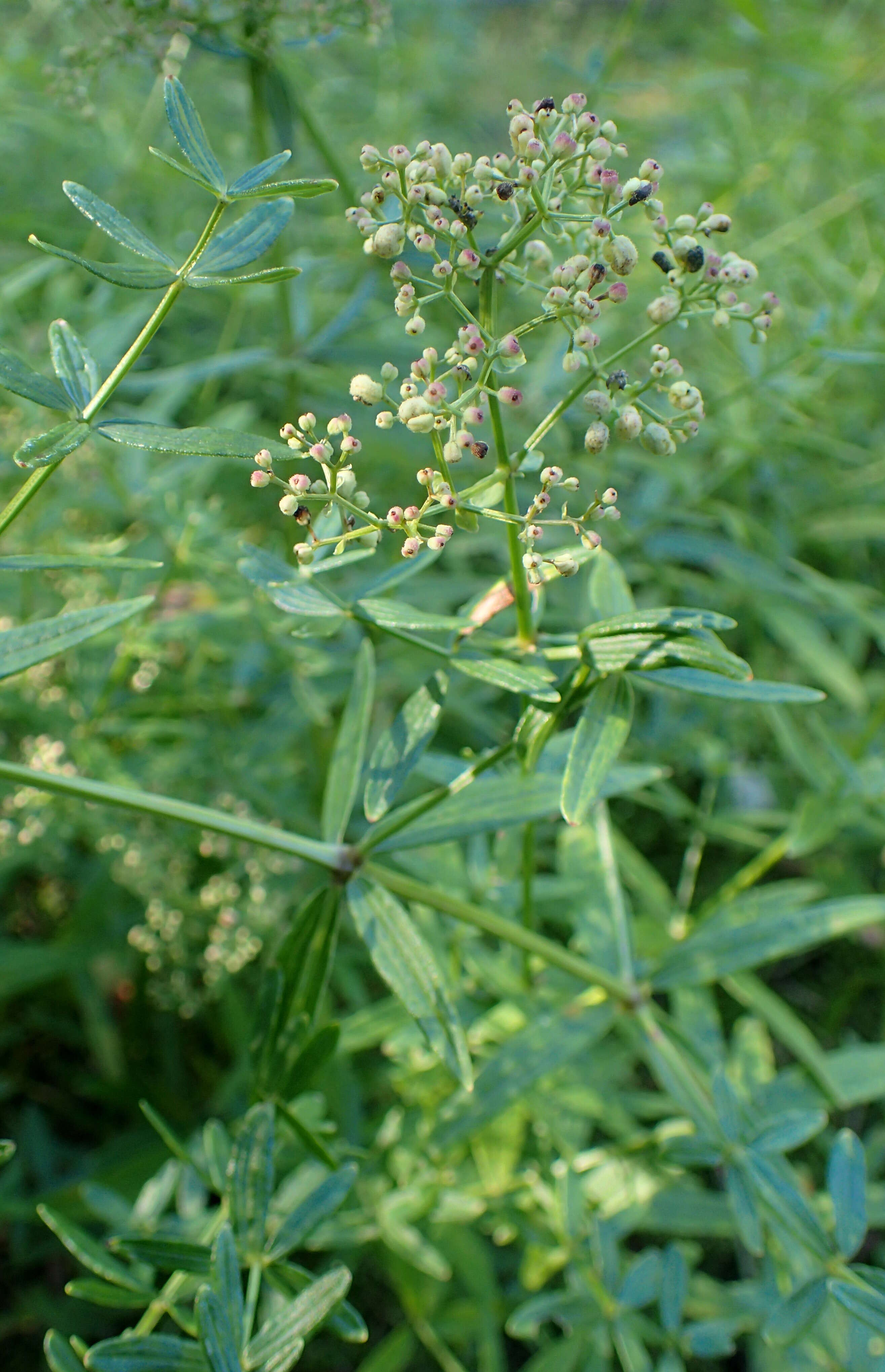 Plancia ëd Galium rubioides L.