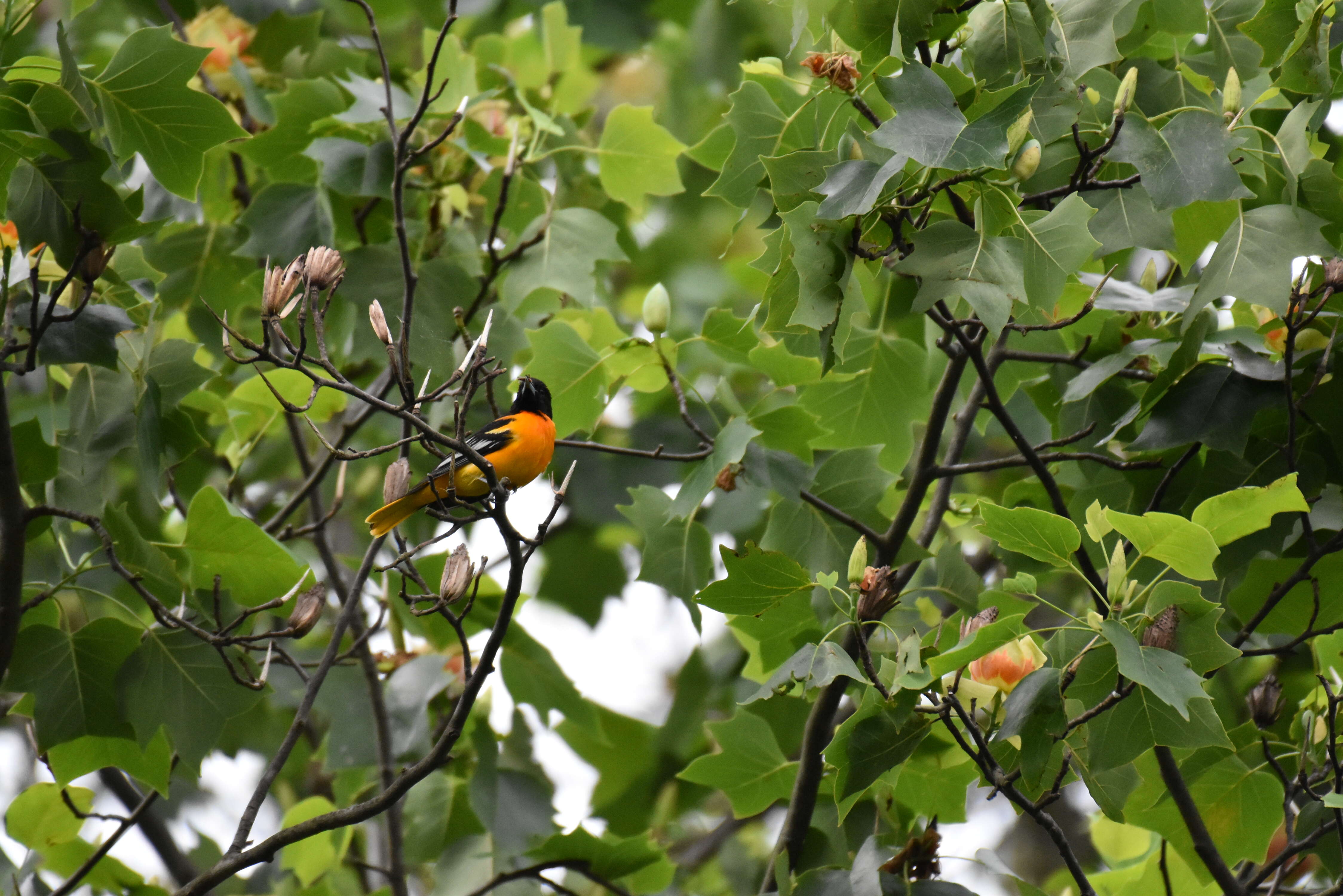 Image of Baltimore Oriole