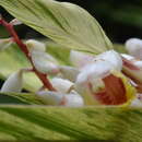 Image of Alpinia