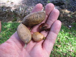 Image de Castanospermum